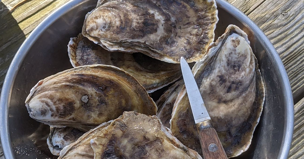 Episode 143 Cultivating oysters for ocean health, human health, and