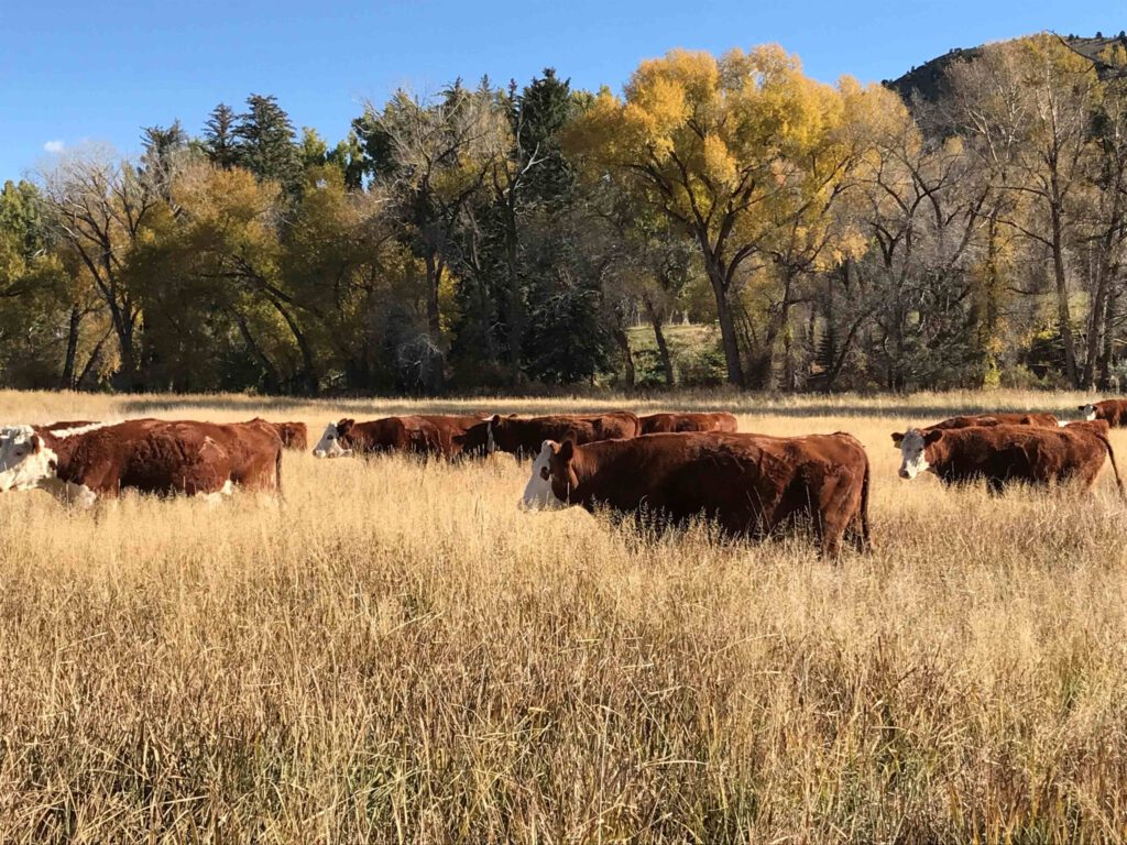 Coldmtn Fall pasture1