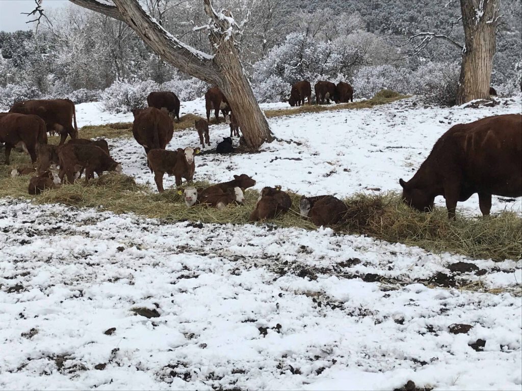 Coldmtn winterfeeding1