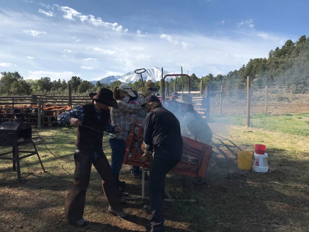 Coldmtn workingcows1