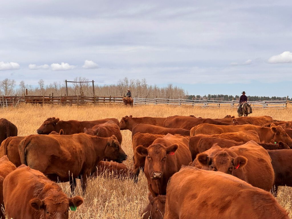 Wolf cattle closeup