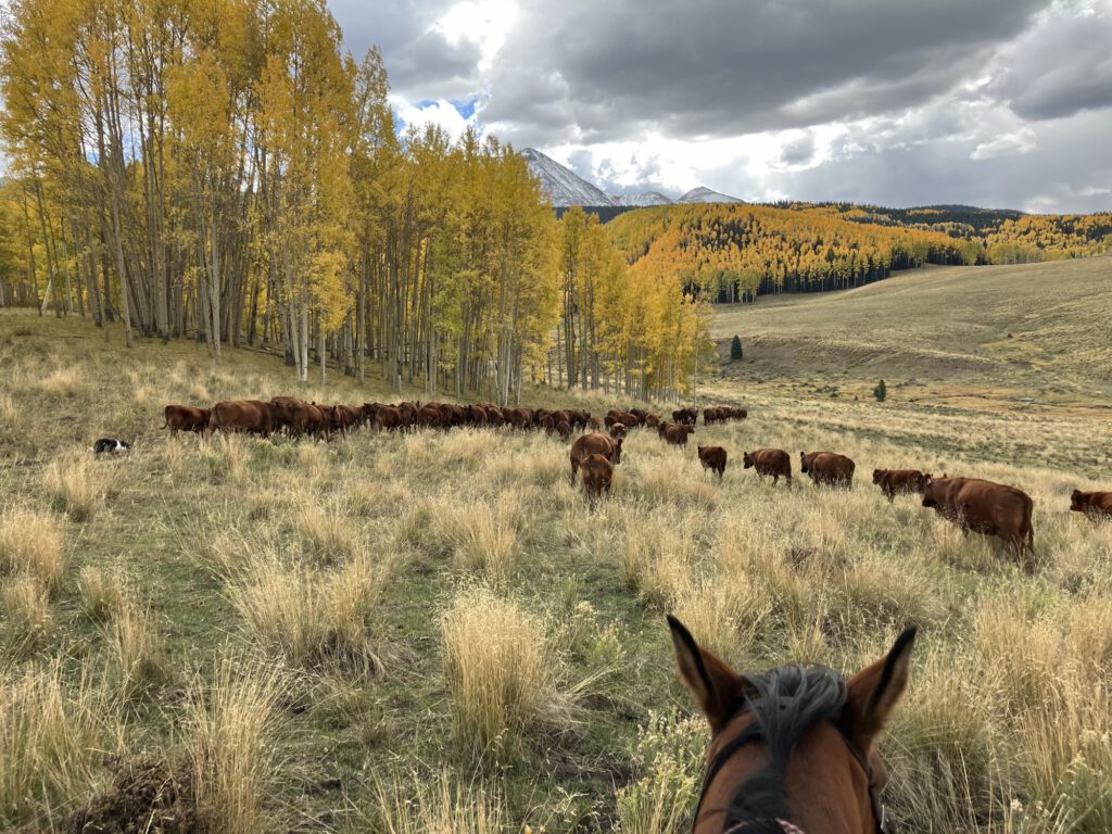 Wolf cattle fall aspens