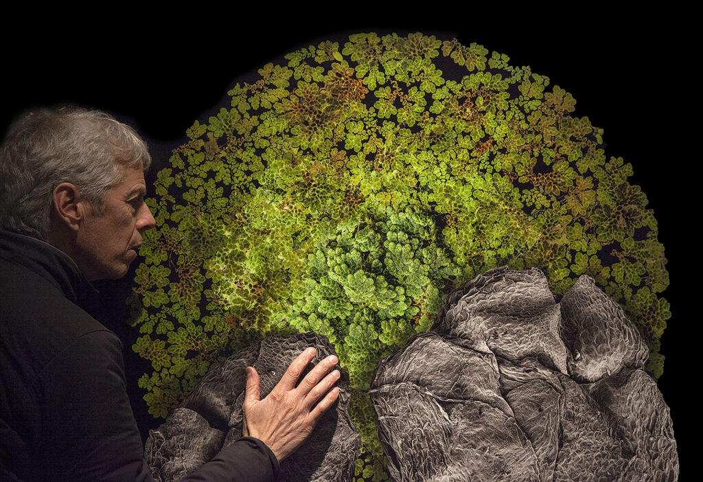 AzollaA Robert Dash scaled 1