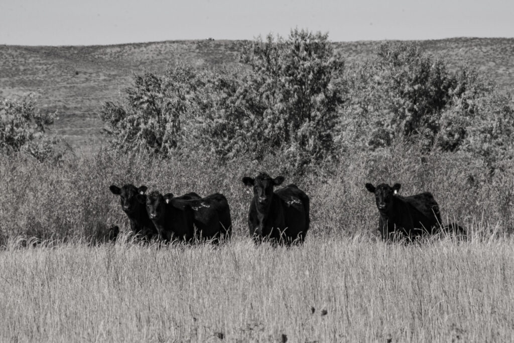 13 Camblin Livestock scaled 1