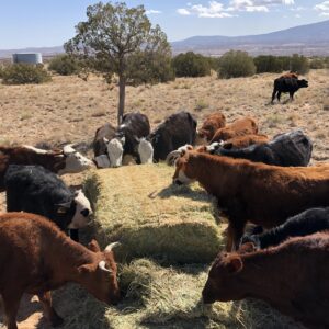 E8848658 B409 4D17 A4EA F3F02FD46C78 1 105 c