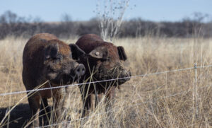 20240213 Honest Harvest JL 15