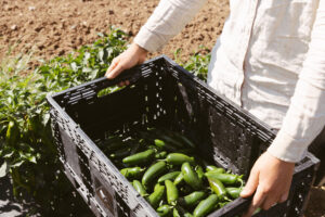 Native Hill Pepper Harvest