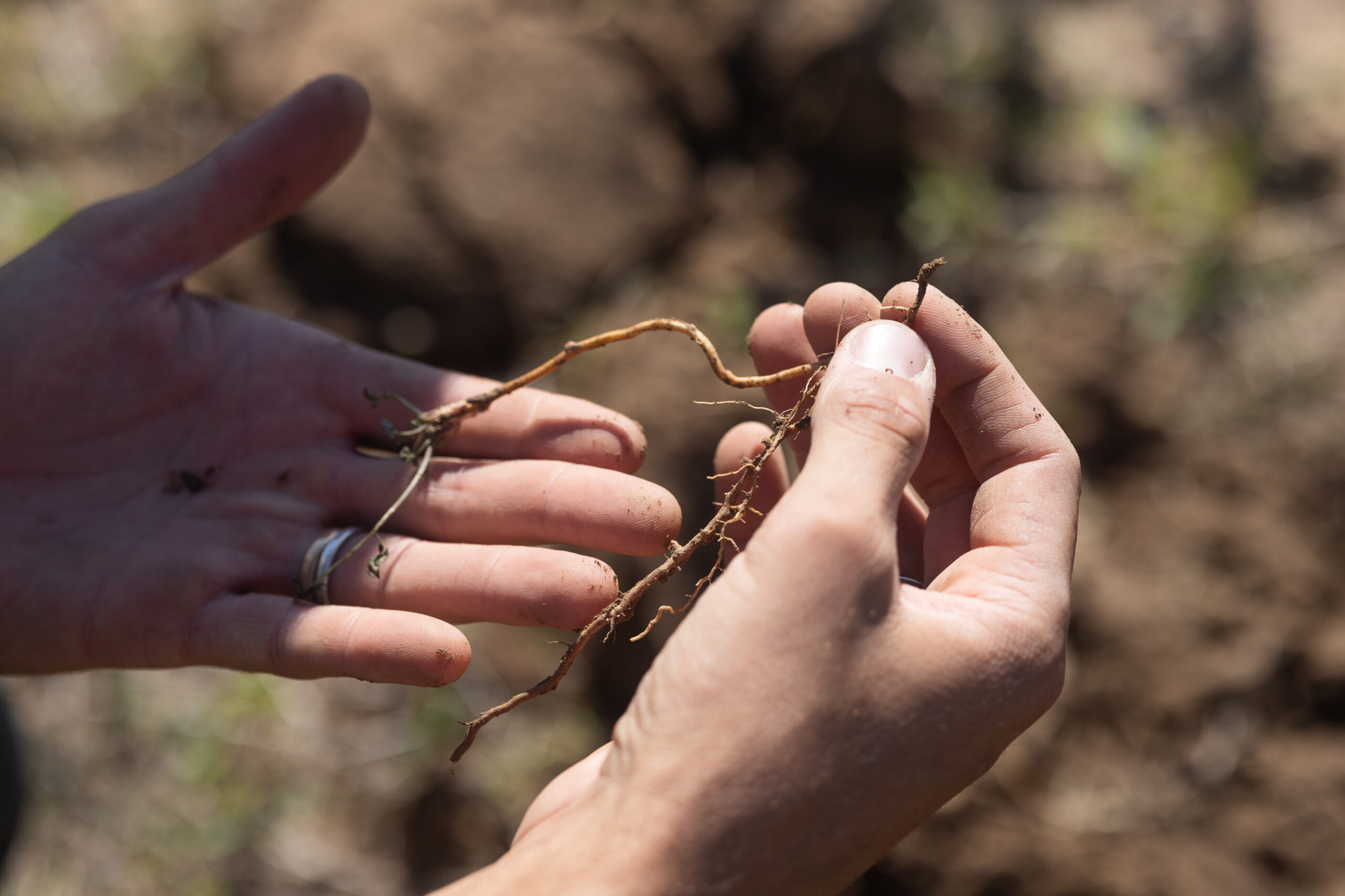 20241005 Quivira Soil Amendment Workshop 39 scaled