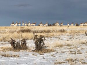 Antelope