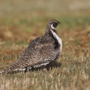 Gunnison Sage Grouse Bob Gress GunnisonCO 041515 7347