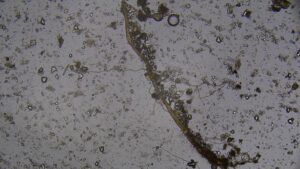 diverse soil biota
