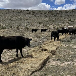 bale grazing 2