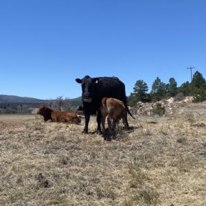 051626 Glenn Marrujo collared cow calf