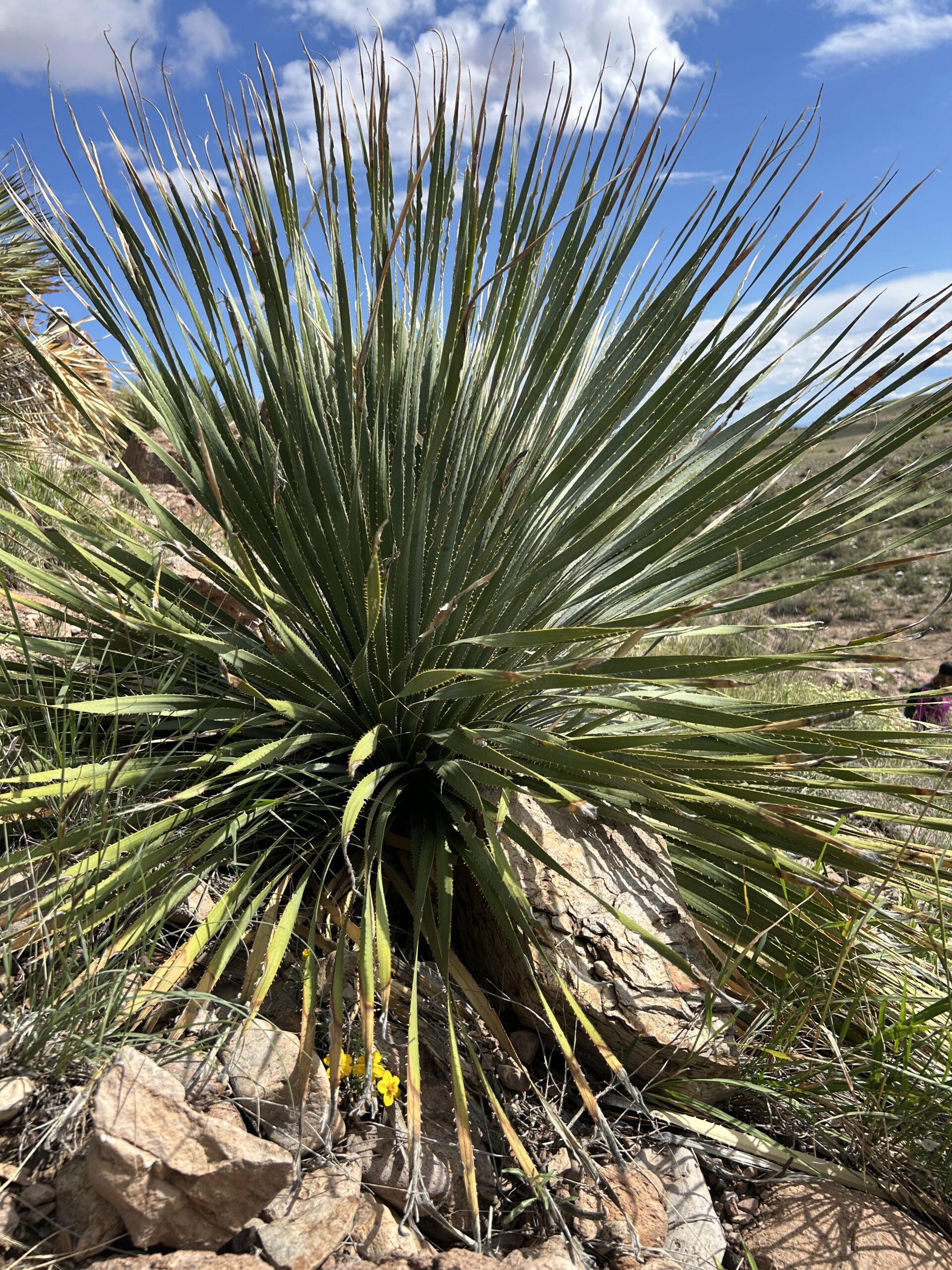 Sotol wheeleri sotol with Desert Zennia grandiflora scaled